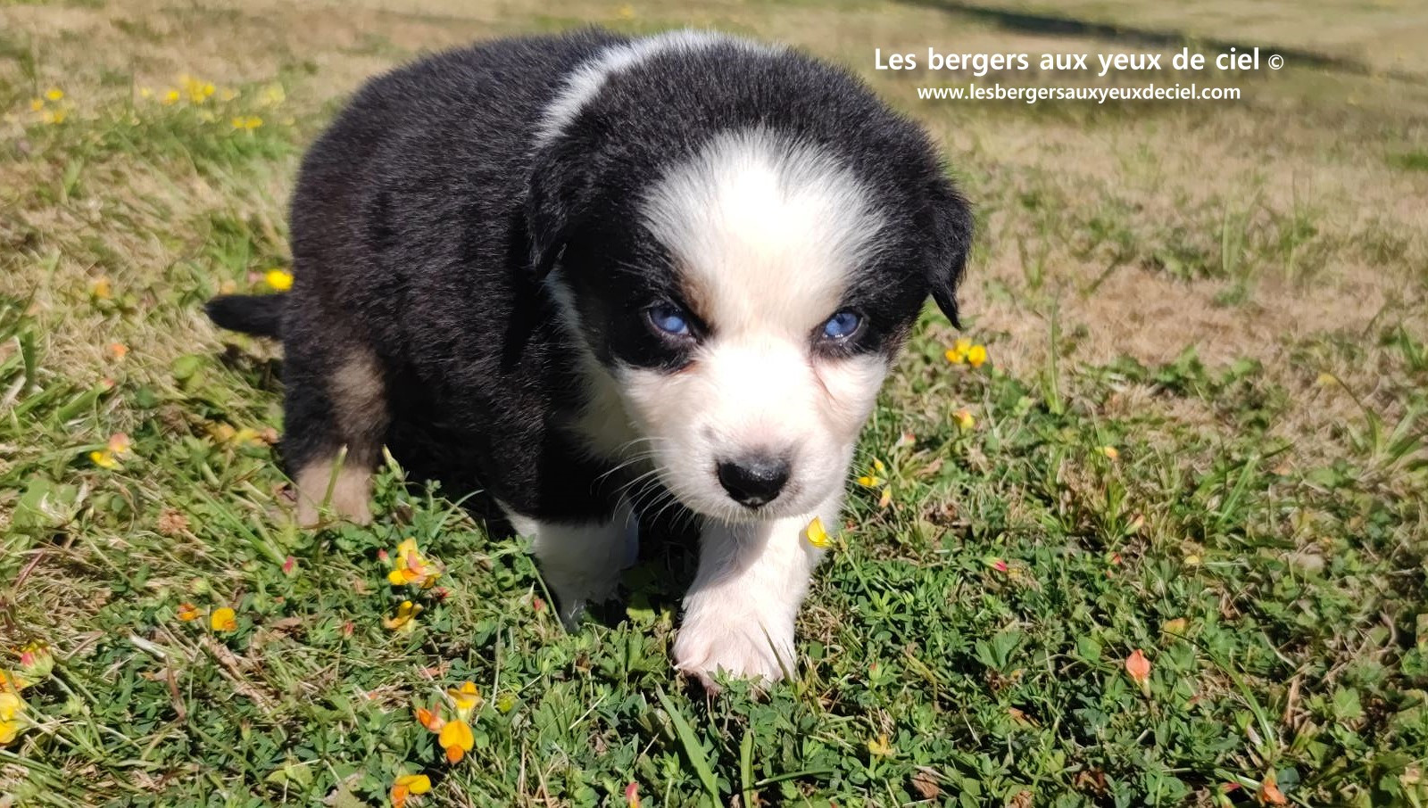 chiot male berger australien noir tricolore aux yeux bleus prix ?