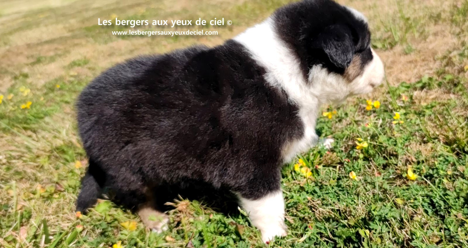 chiot male berger australien noir tricolore aux yeux bleus prix ?