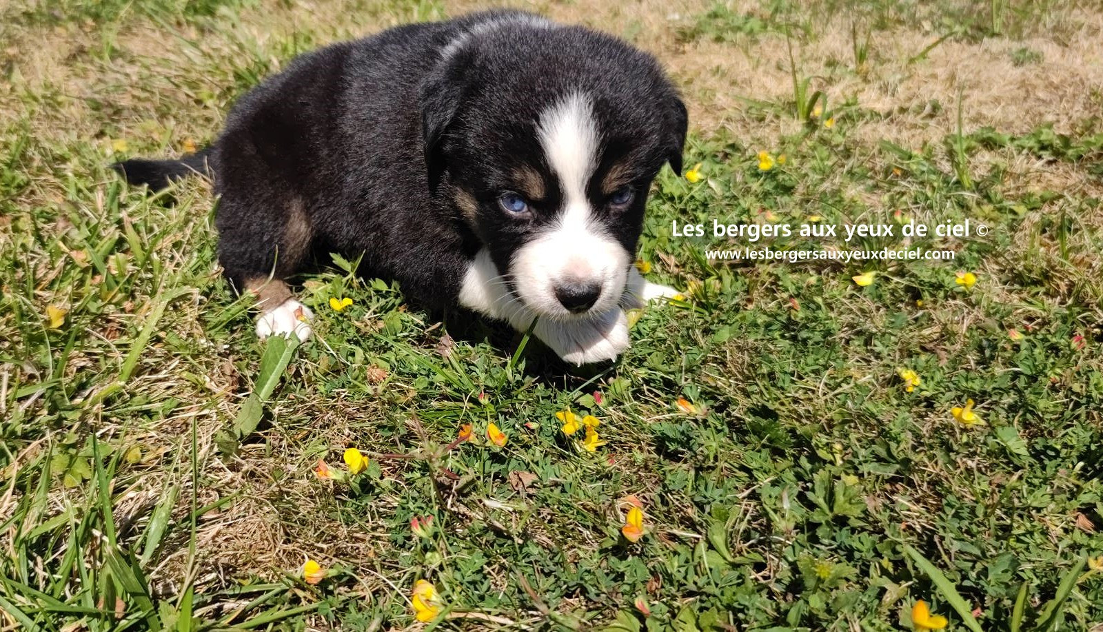 chiot male berger australien noir tricolore aux yeux bleus a vendre ?