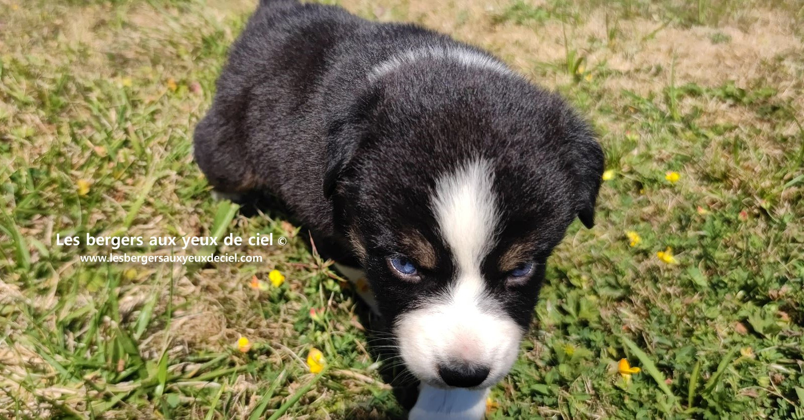 chiot male berger australien noir tricolore aux yeux bleus a vendre ?