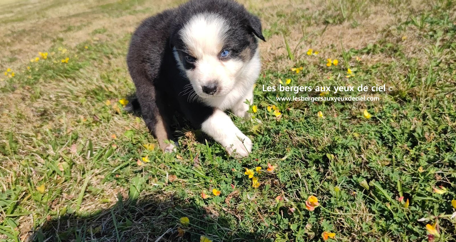 chiot male berger australien noir tricolore aux yeux bleus prix ?