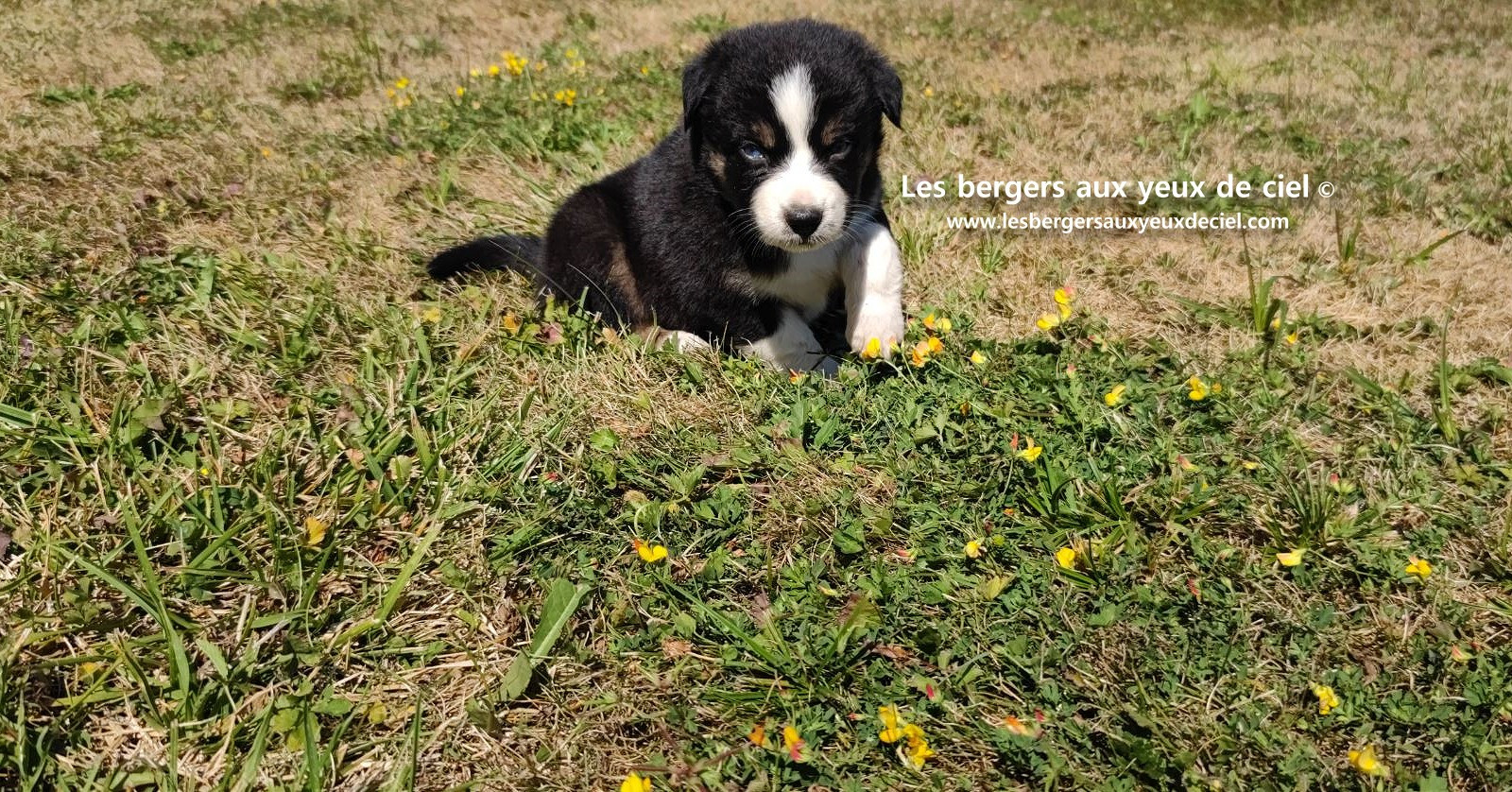 chiot male berger australien noir tricolore aux yeux bleus a vendre ?