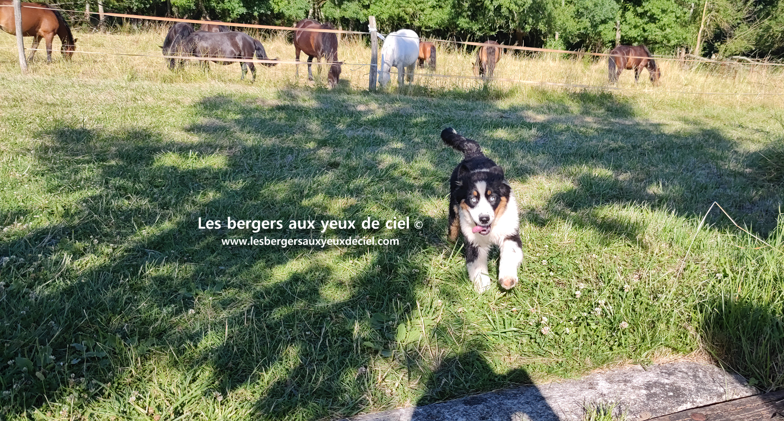 chiots bergers australiens noirs tricolores aux yeux bleus