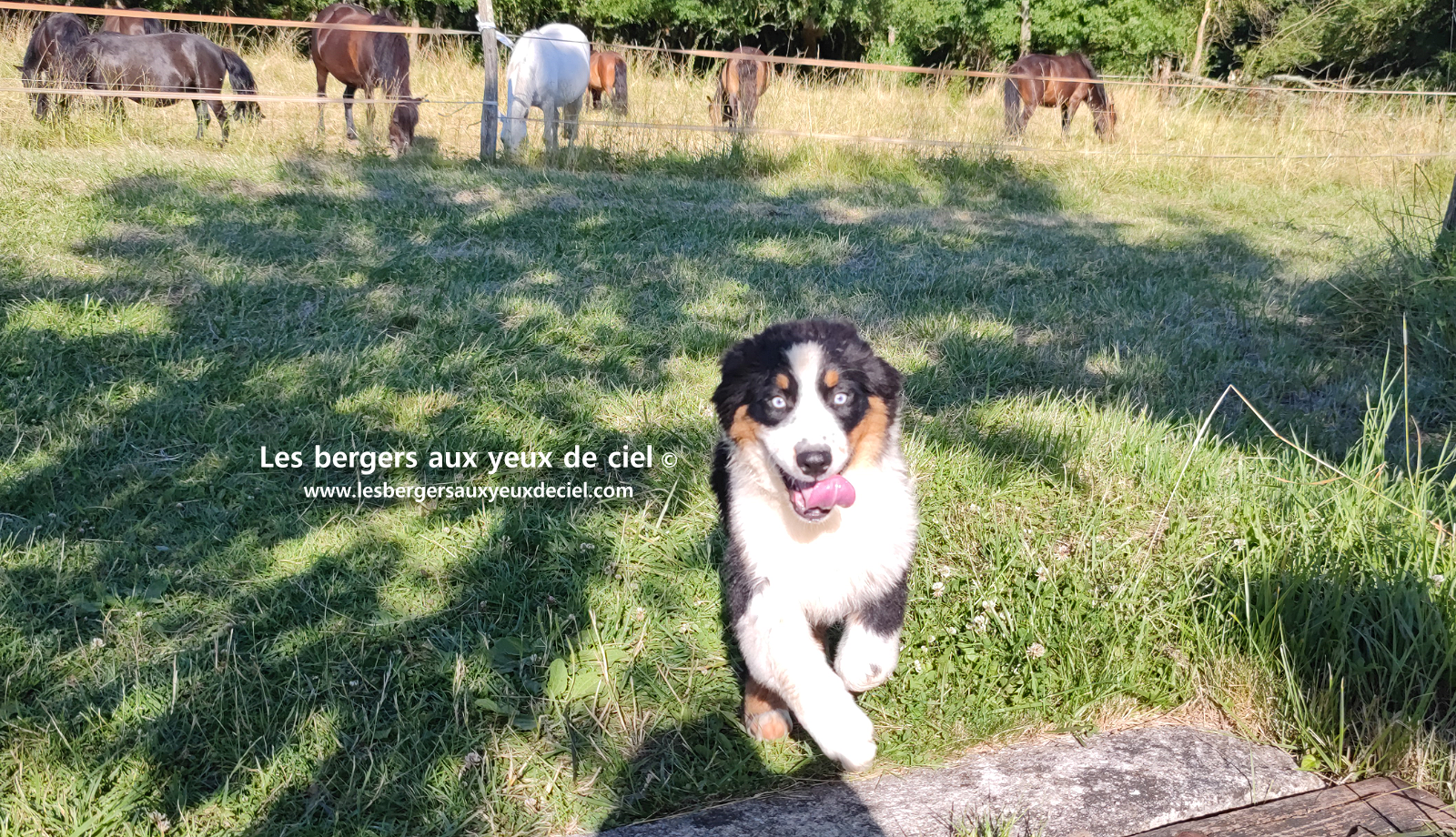 chiots bergers australiens noirs tricolores aux yeux bleus