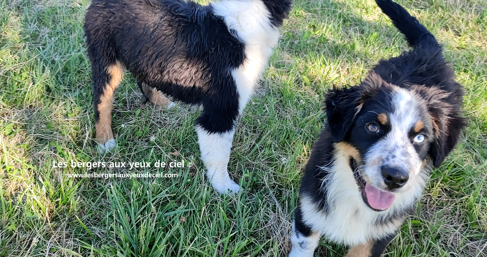 chiots bergers australiens noirs tricolores aux yeux bleus