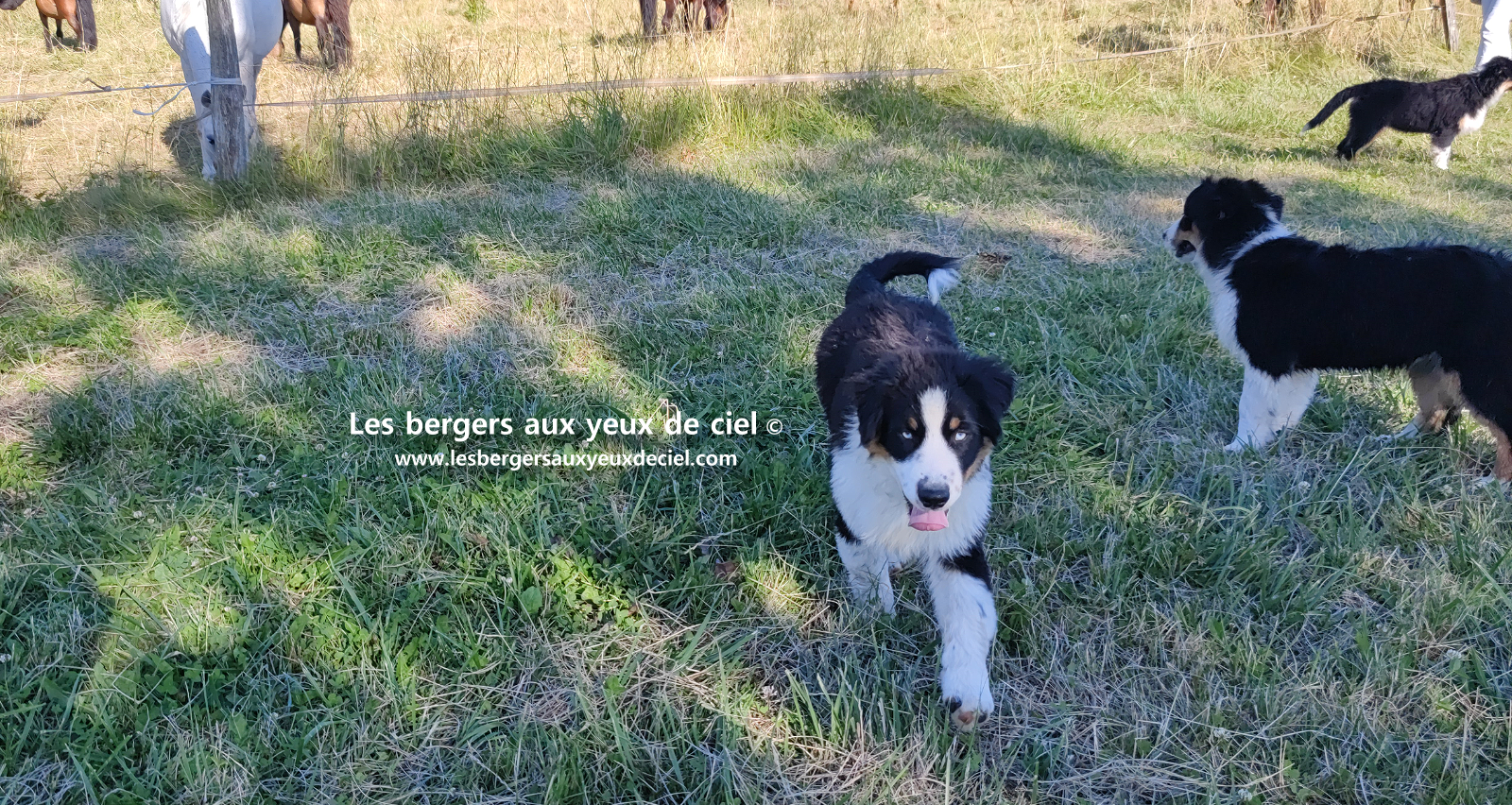 chiots bergers australiens noirs tricolores aux yeux bleus