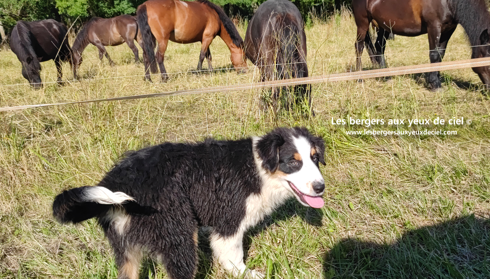 chiots bergers australiens noirs tricolores aux yeux bleus