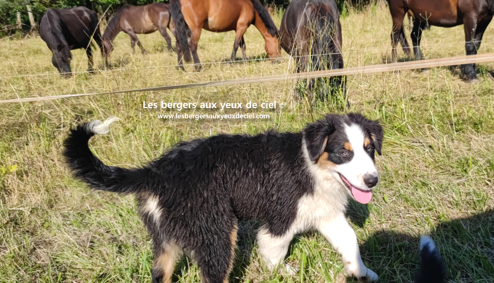 chiots bergers australiens noirs tricolores aux yeux bleus