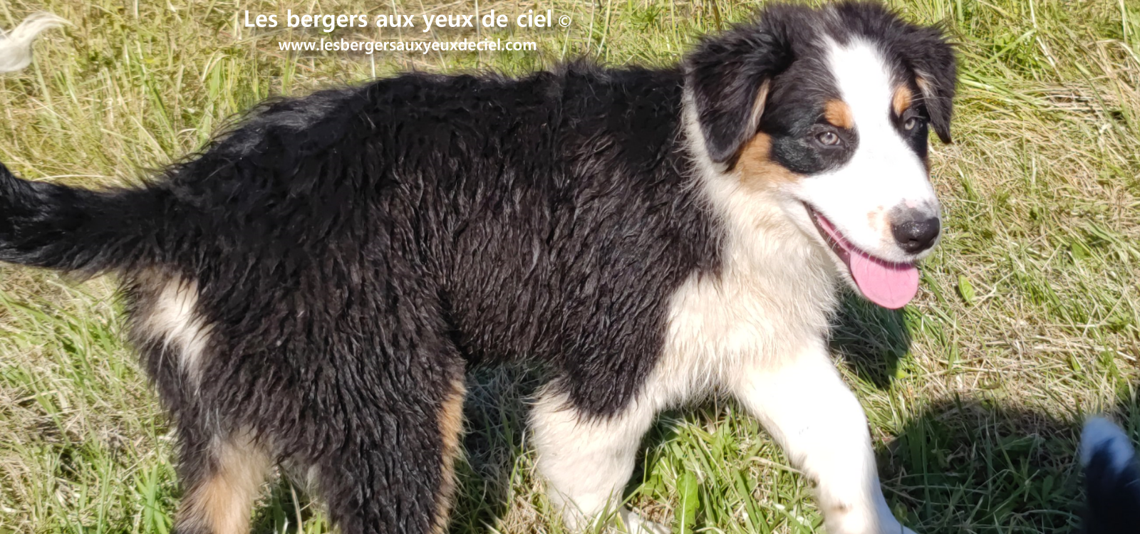 chiots bergers australiens noirs tricolores aux yeux bleus