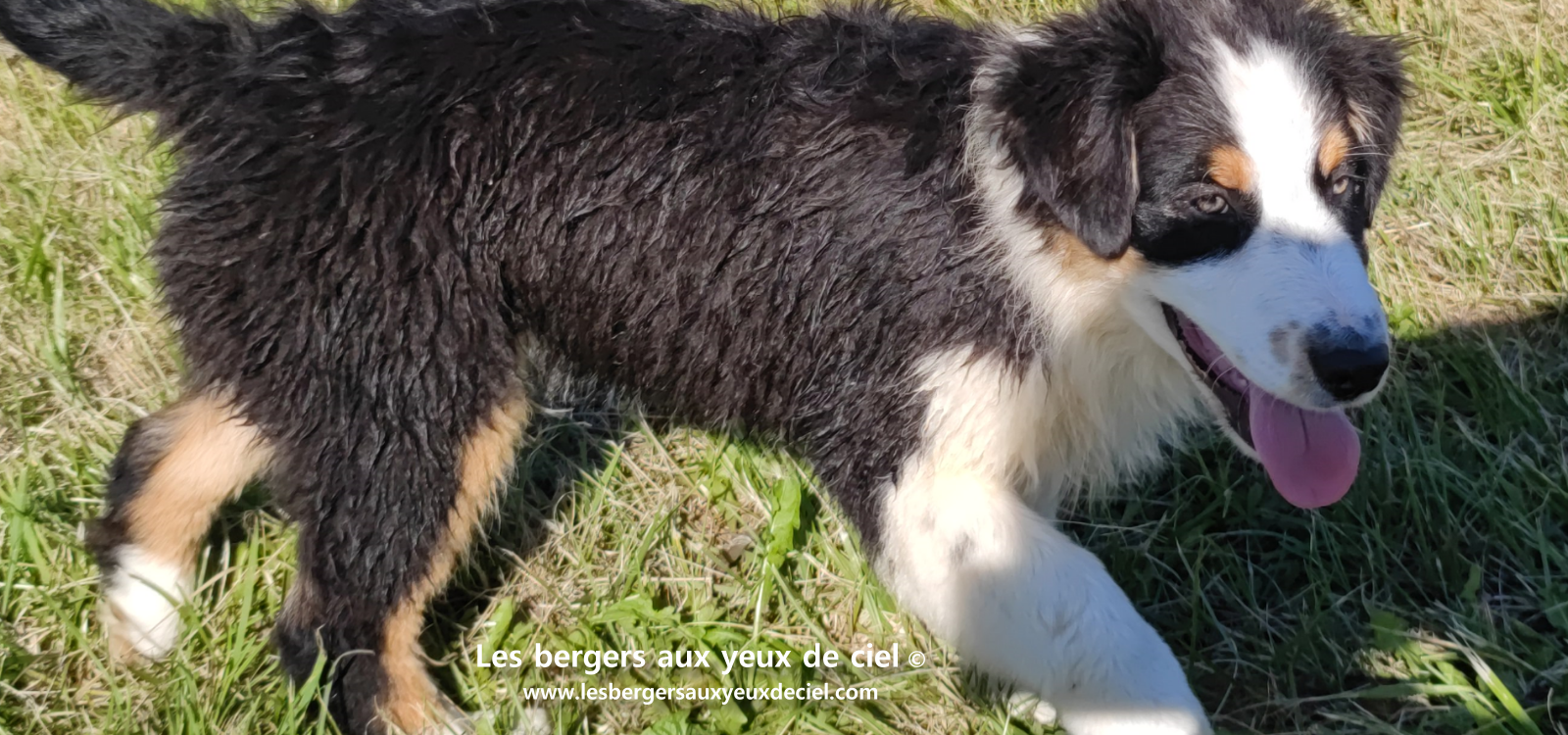 chiots bergers australiens noirs tricolores aux yeux bleus
