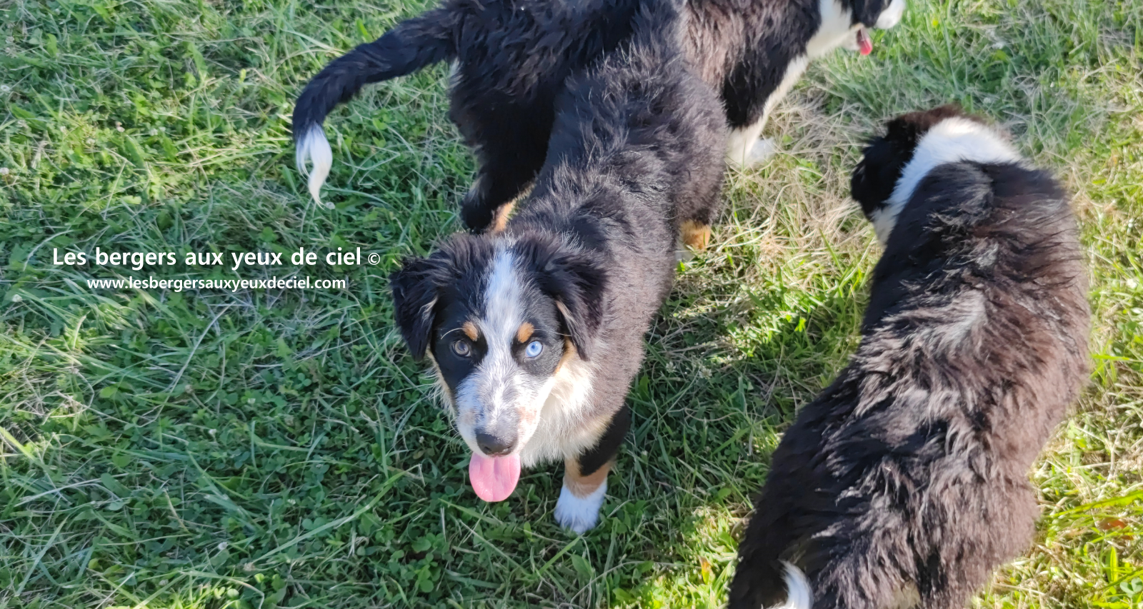 chiots bergers australiens noirs tricolores aux yeux bleus
