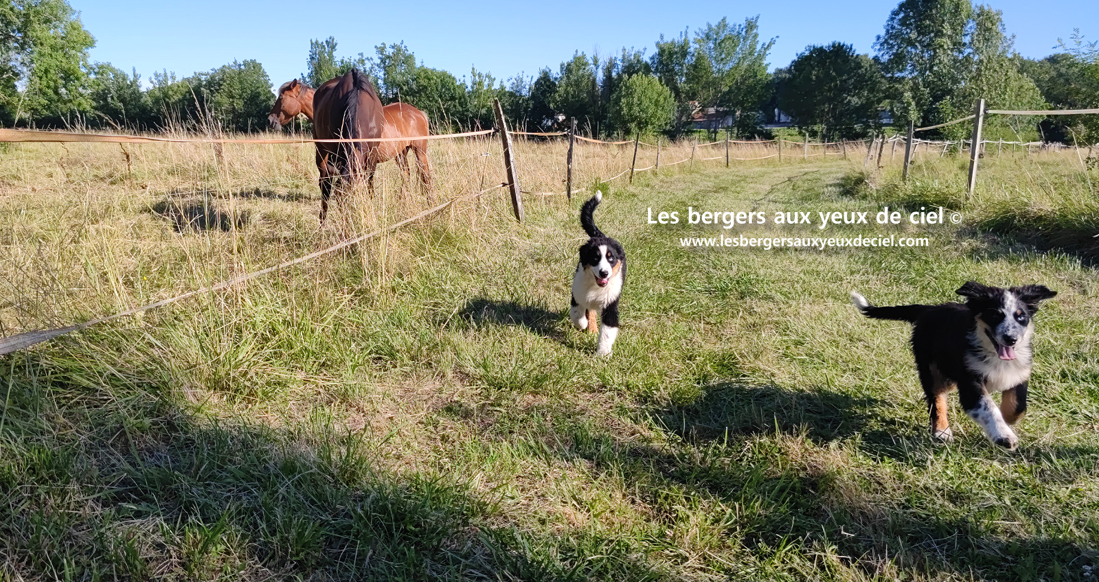 chiots bergers australiens noirs tricolores aux yeux bleus