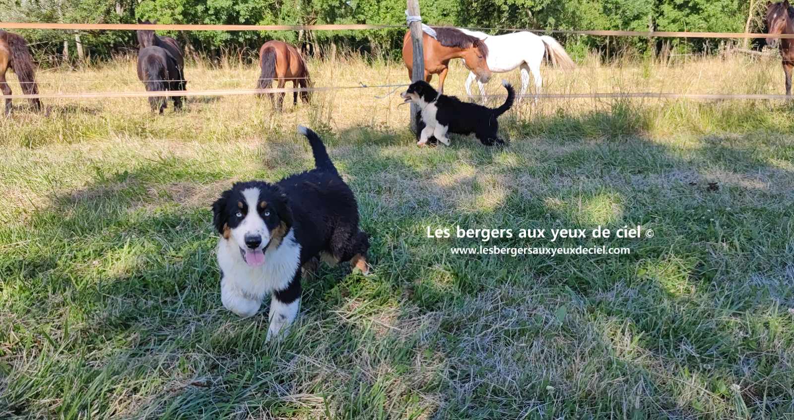 chiots bergers australiens noirs tricolores aux yeux bleus
