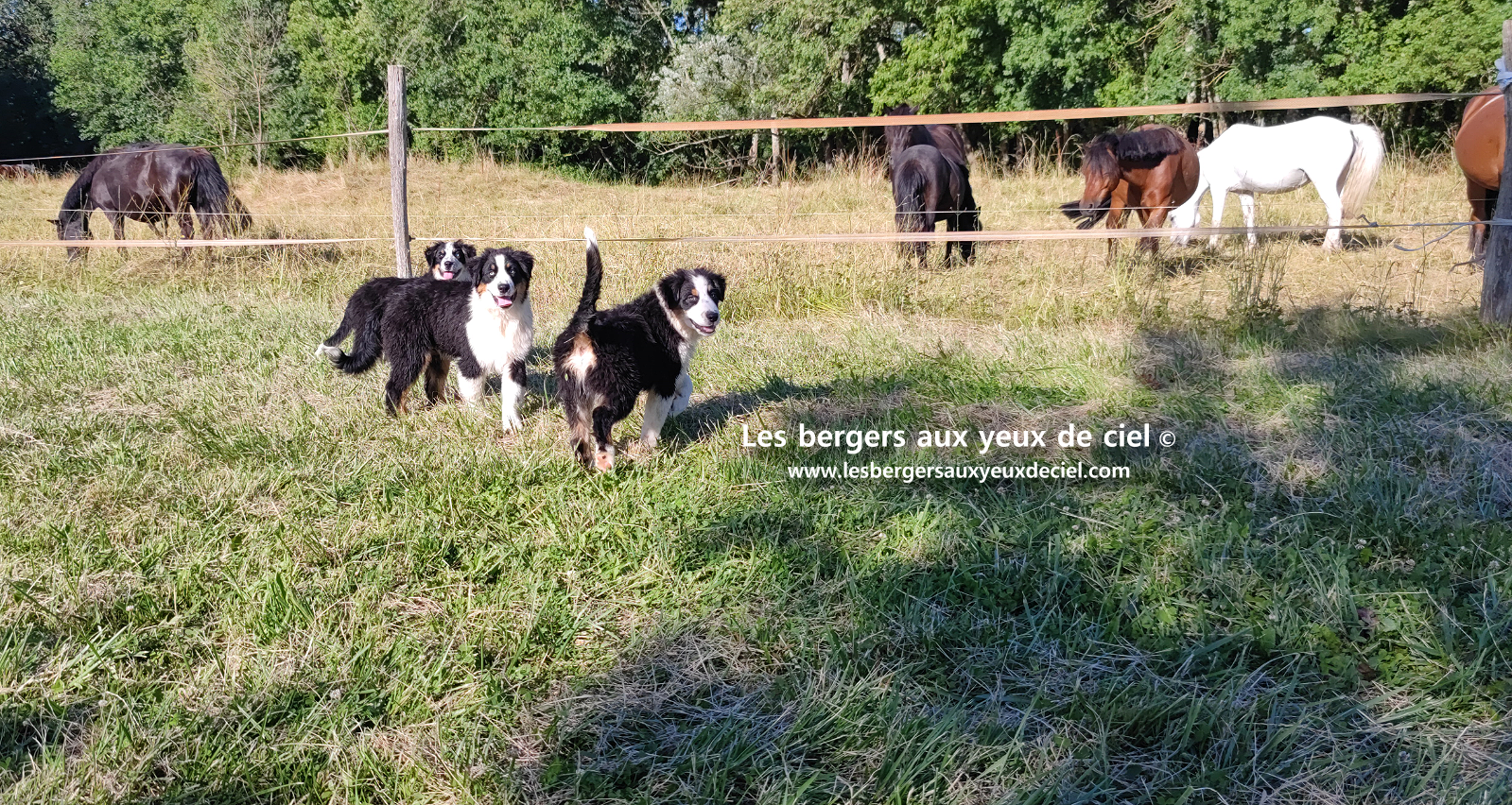 chiots bergers australiens noirs tricolores aux yeux bleus