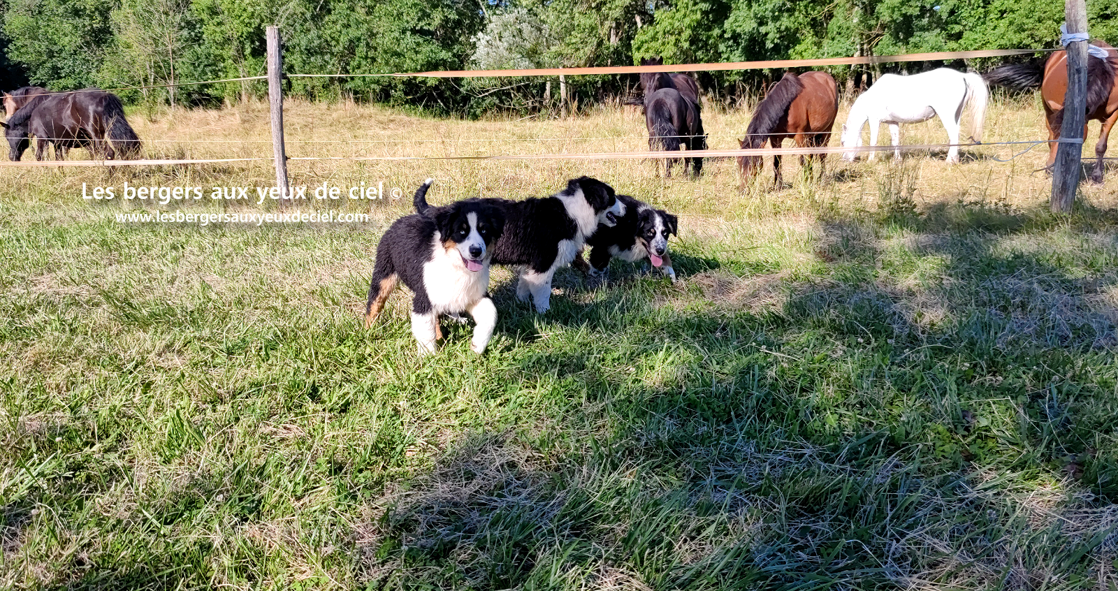 chiots bergers australiens noirs tricolores aux yeux bleus