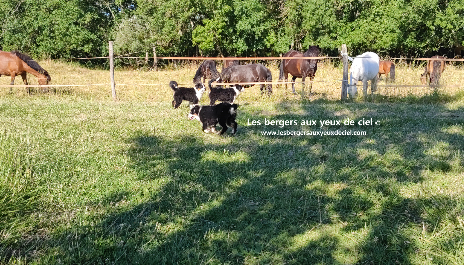 chiots bergers australiens noirs tricolores aux yeux bleus