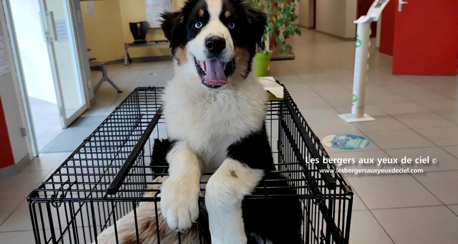 chiots bergers australiens noirs tricolores aux yeux bleus