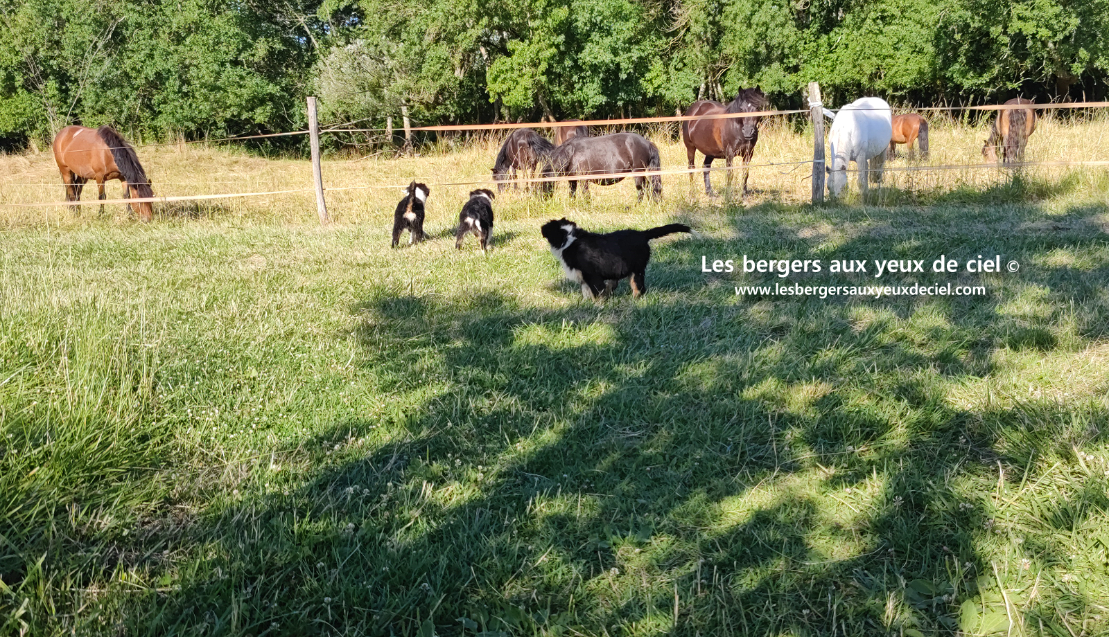 chiots bergers australiens noirs tricolores aux yeux bleus