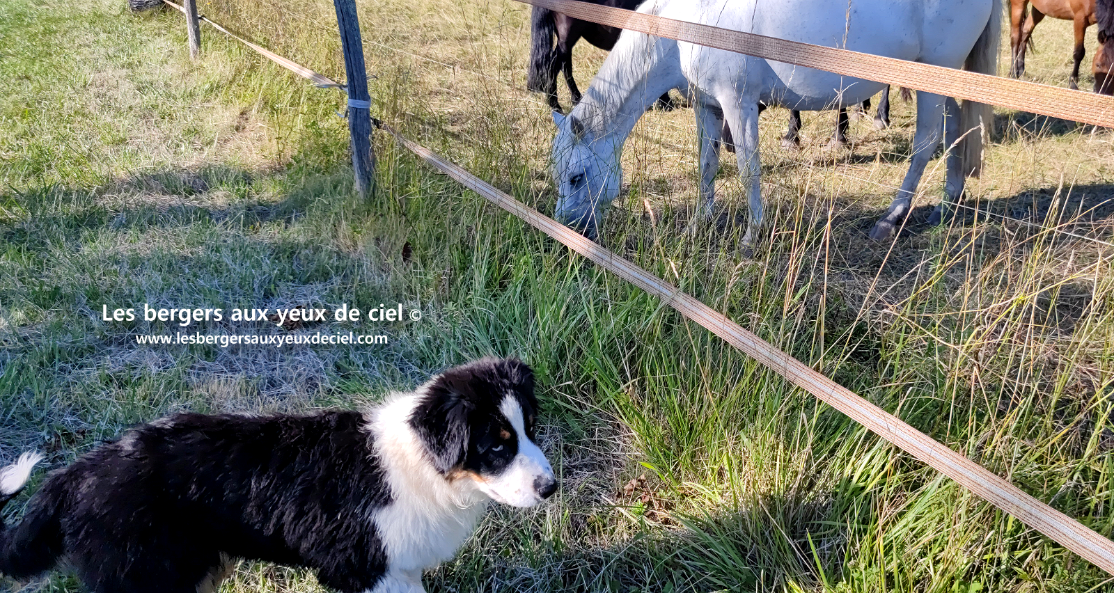 chiots bergers australiens noirs tricolores aux yeux bleus