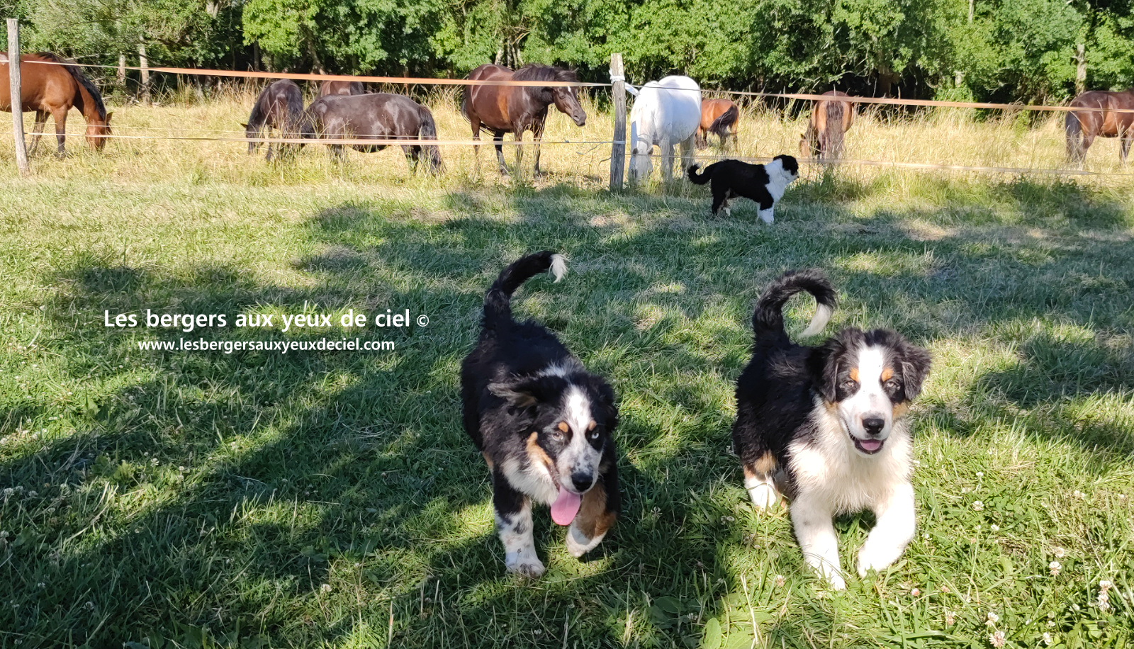 chiots bergers australiens noirs tricolores aux yeux bleus