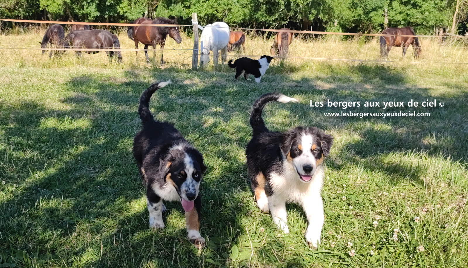chiots bergers australiens noirs tricolores aux yeux bleus