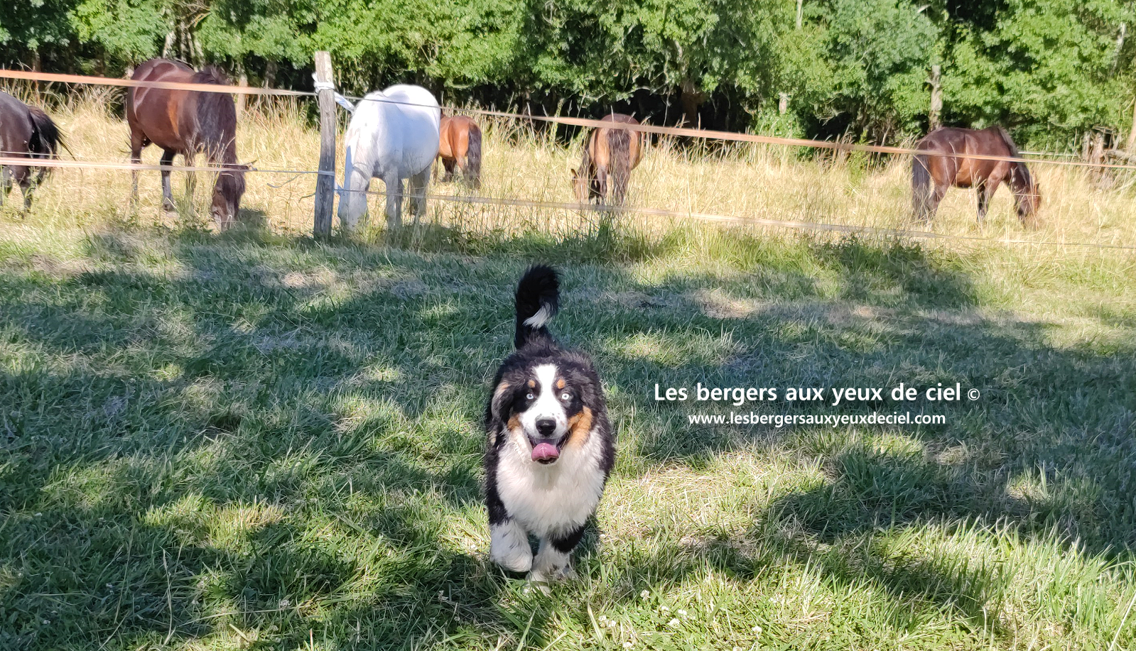 chiots bergers australiens noirs tricolores aux yeux bleus