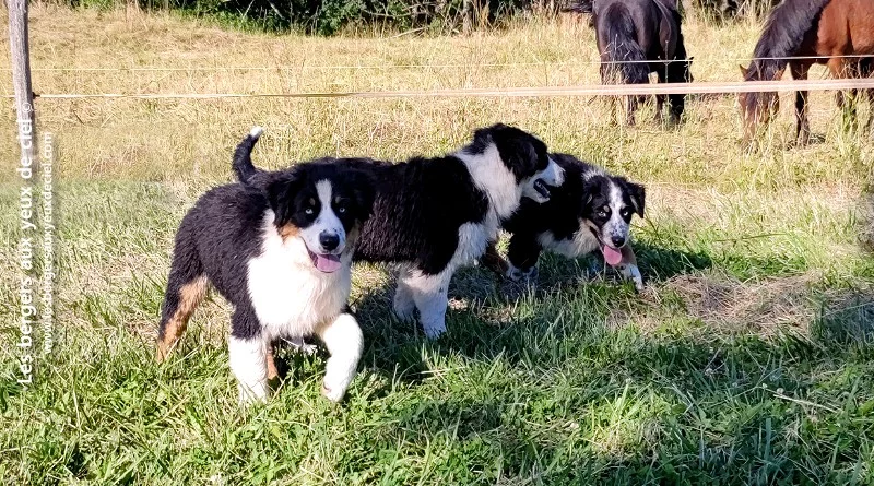 chiots bergers australiens noirs tricolores aux yeux bleus