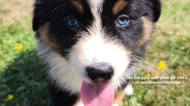 berger australien chiot noir tricolore aux yeux bleus à vendre
