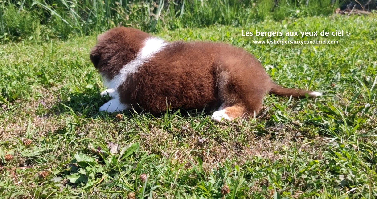 chiot mâle berger australien rouge tricolore aux yeux bleus prix ?
