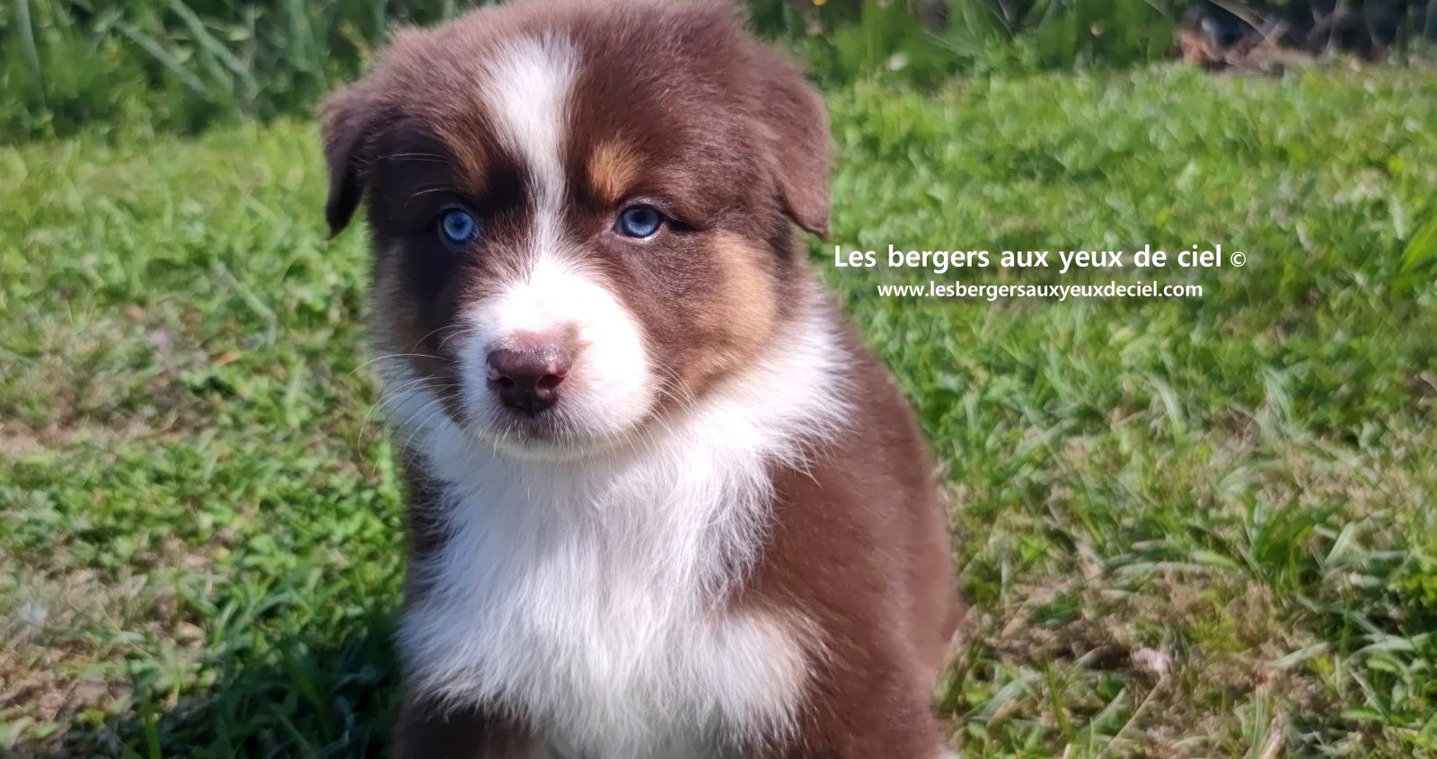 chiot mâle berger australien rouge tricolore aux yeux bleus prix ?