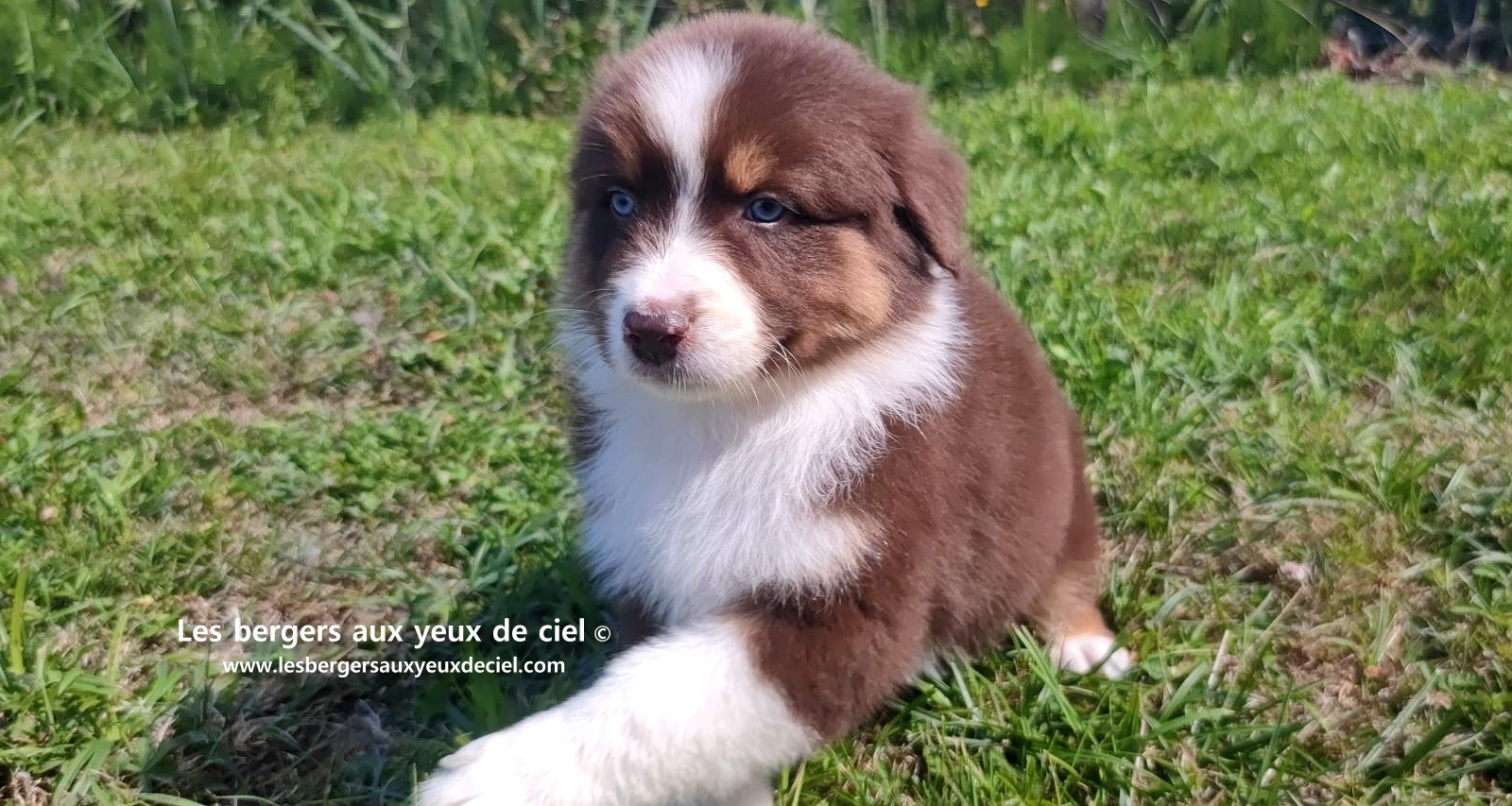 chiot mâle berger australien rouge tricolore aux yeux bleus prix ?