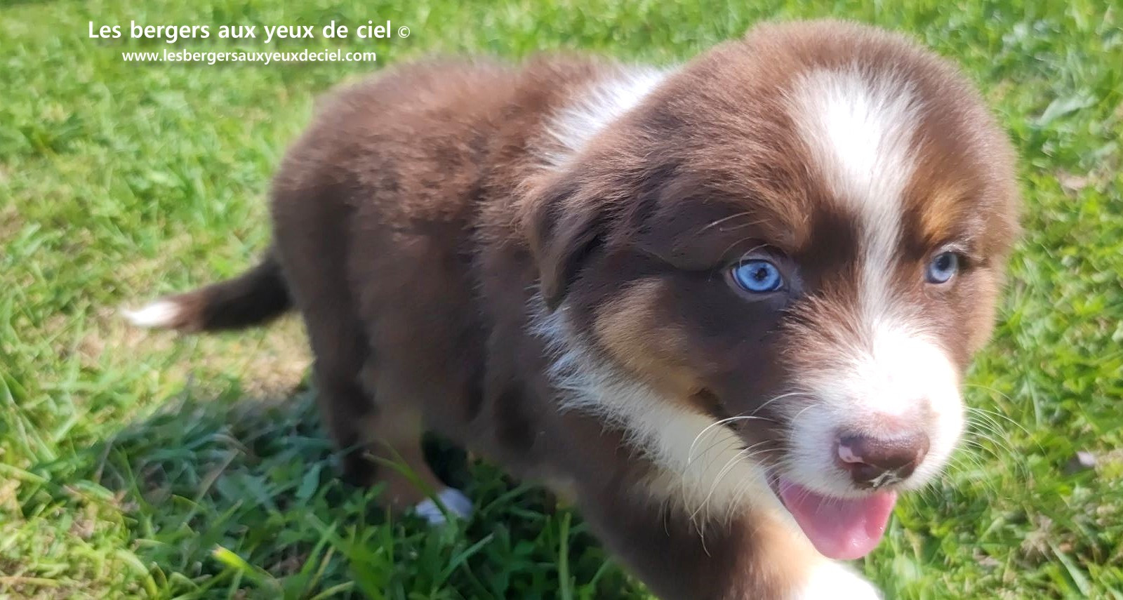 chiot mâle berger australien rouge tricolore aux yeux bleus prix ?