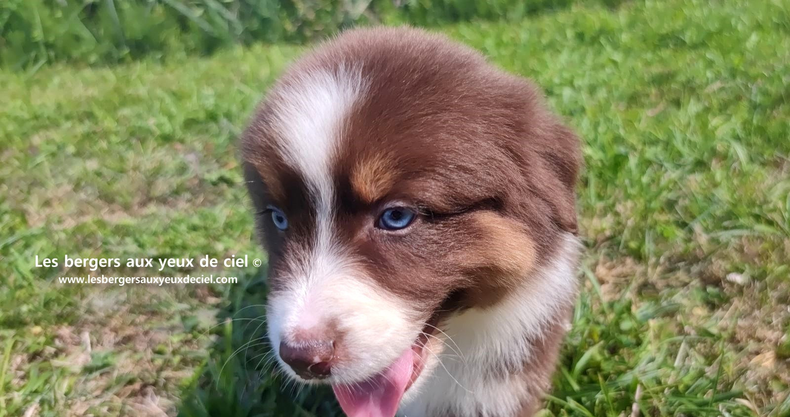 chiot mâle berger australien rouge tricolore aux yeux bleus prix ?