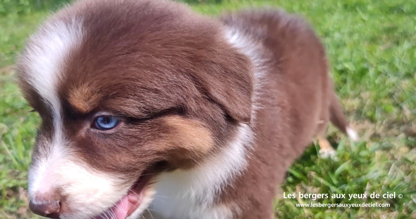chiot mâle berger australien rouge tricolore aux yeux bleus prix ?