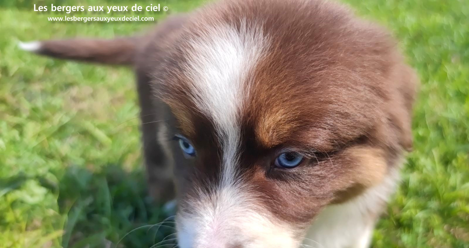 chiot mâle berger australien rouge tricolore aux yeux bleus prix ?