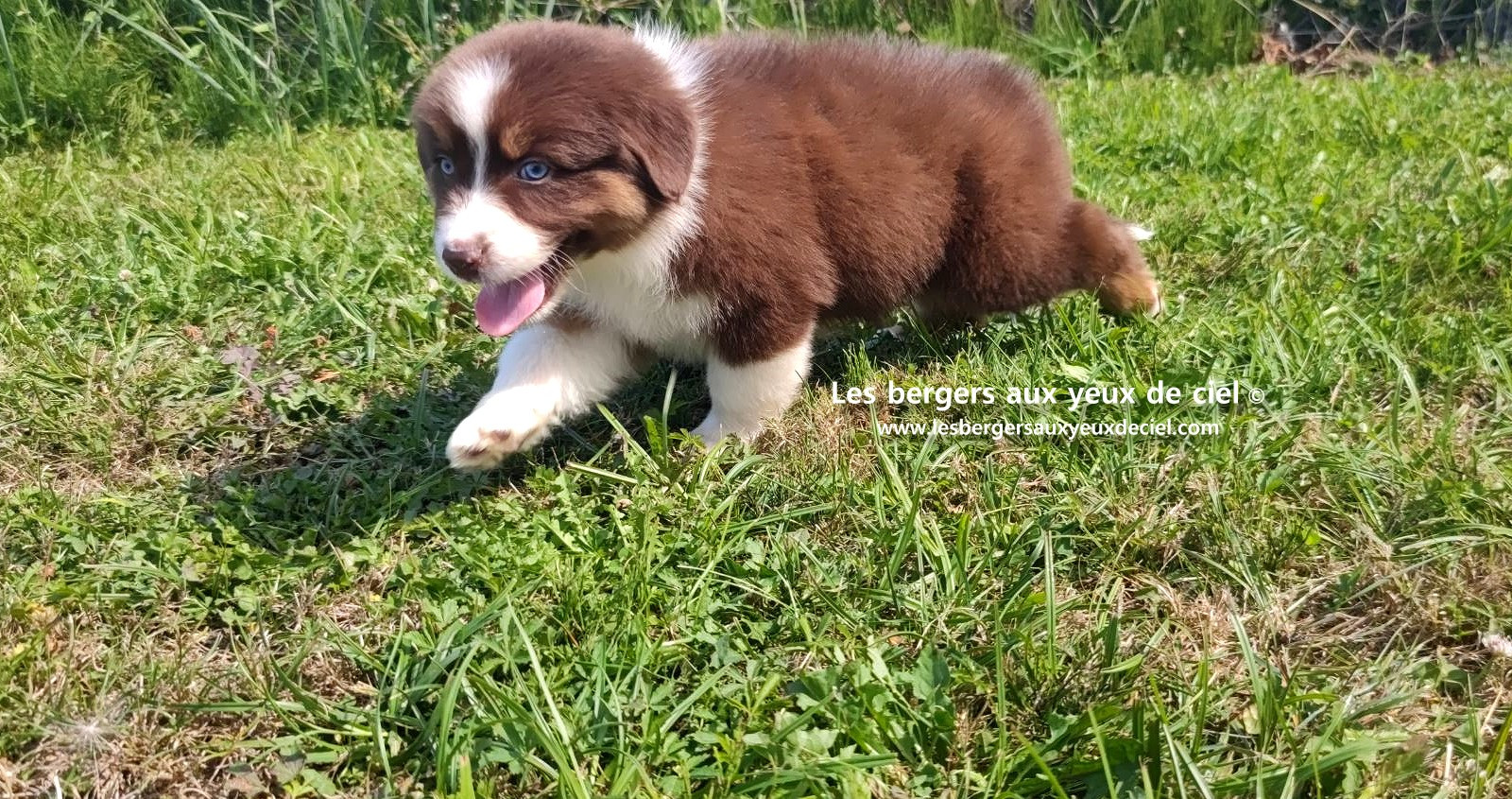 chiot mâle berger australien rouge tricolore aux yeux bleus prix ?