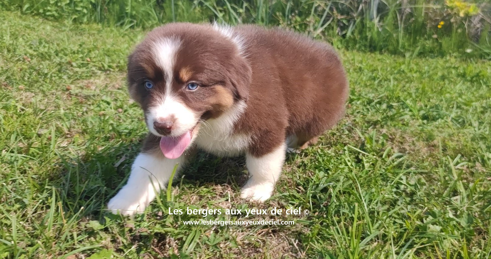 chiot mâle berger australien rouge tricolore aux yeux bleus prix ?