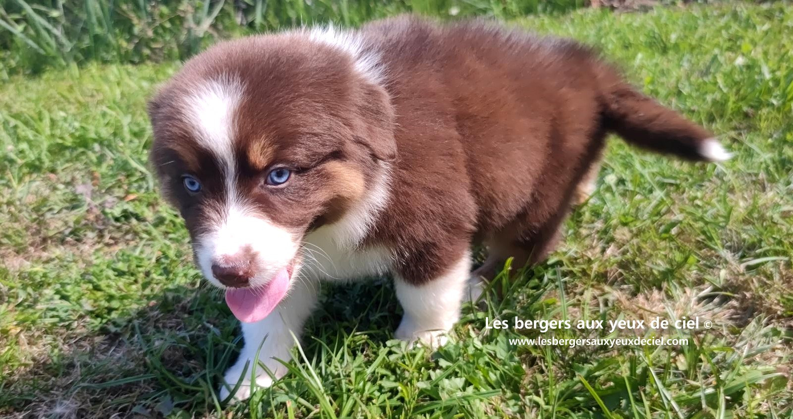 chiot mâle berger australien rouge tricolore aux yeux bleus prix ?