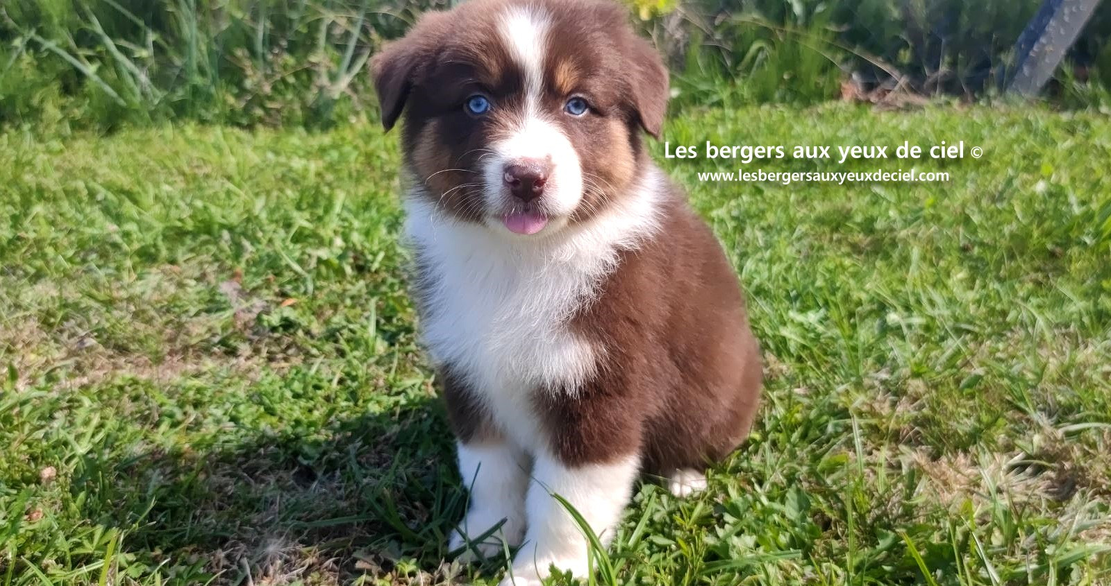 chiot mâle berger australien rouge tricolore aux yeux bleus prix ?