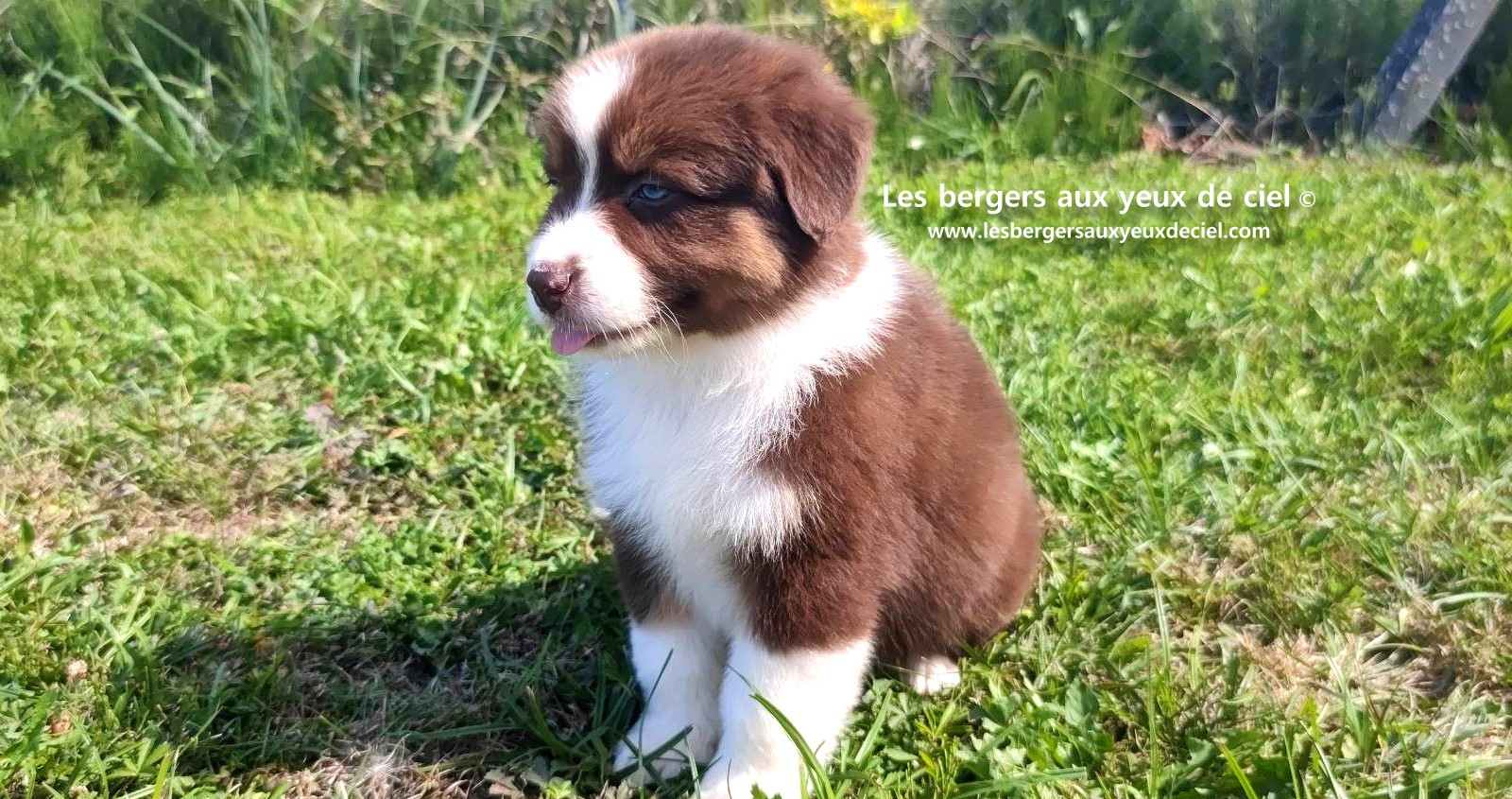 chiot mâle berger australien rouge tricolore aux yeux bleus prix ?