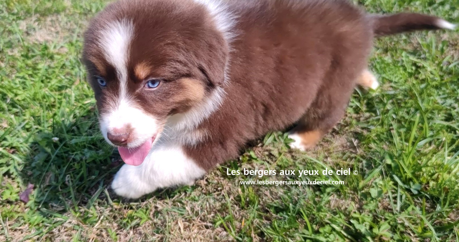 chiot mâle berger australien rouge tricolore aux yeux bleus prix ?