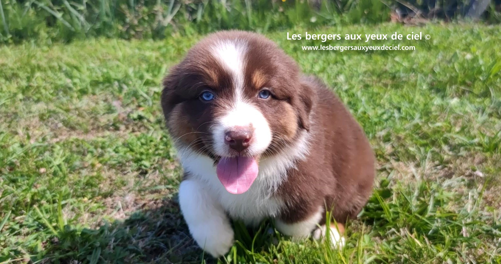 chiot mâle berger australien rouge tricolore aux yeux bleus prix ?