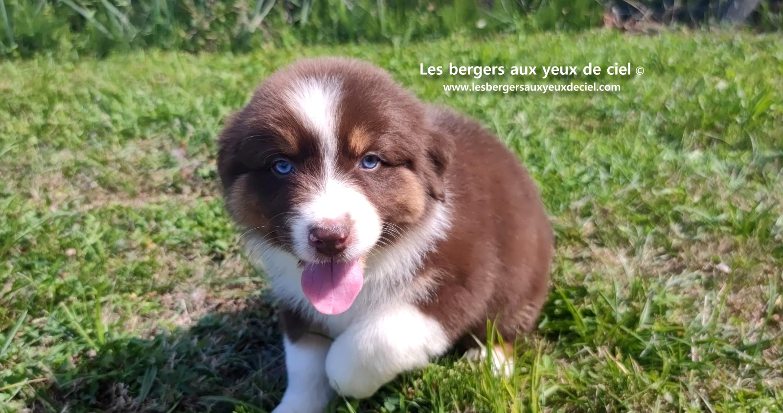 chiot mâle berger australien rouge tricolore aux yeux bleus prix ?