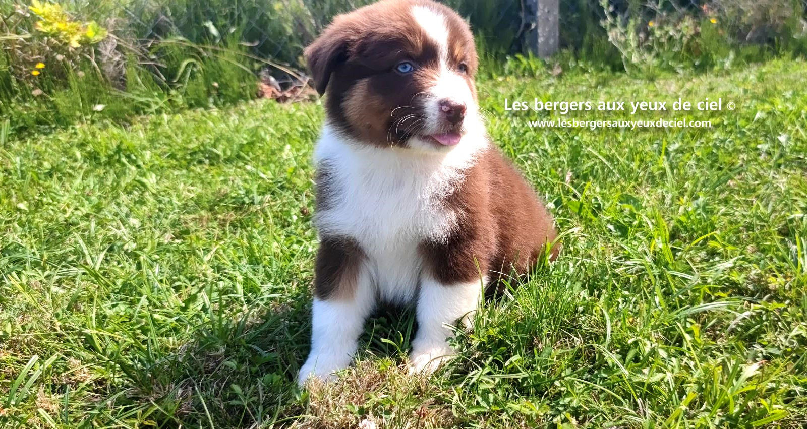 chiot mâle berger australien rouge tricolore aux yeux bleus prix ?