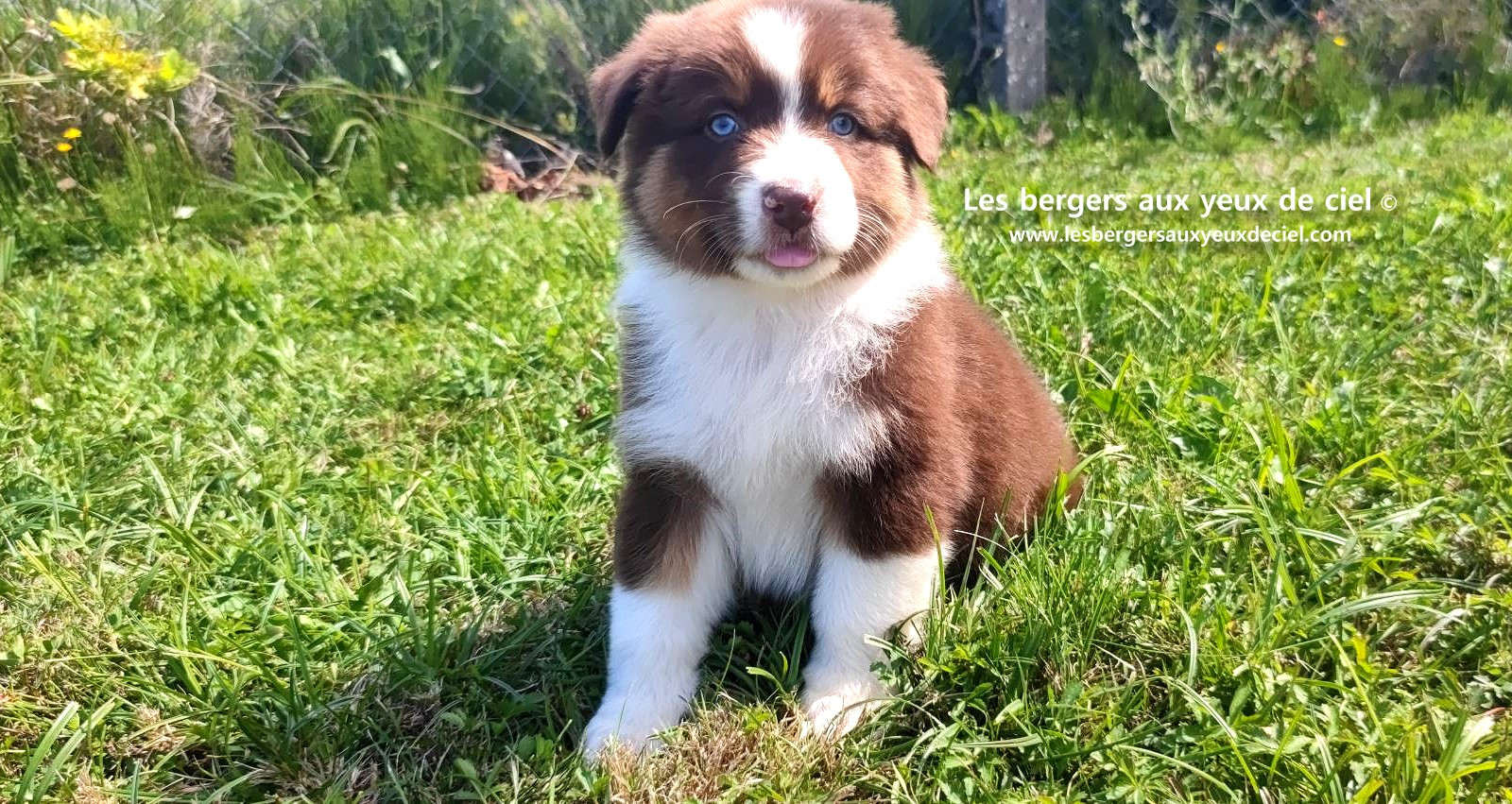 chiot mâle berger australien rouge tricolore aux yeux bleus prix ?