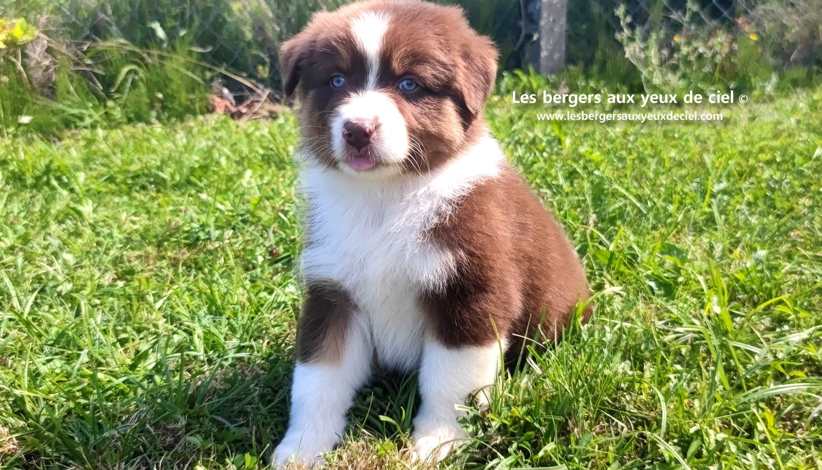chiot mâle berger australien rouge tricolore aux yeux bleus prix ?