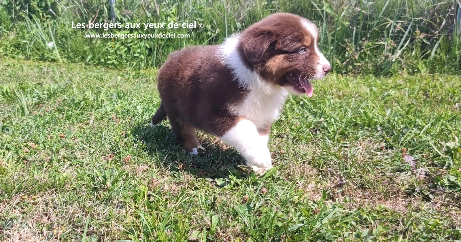 chiot mâle berger australien rouge tricolore aux yeux bleus prix ?