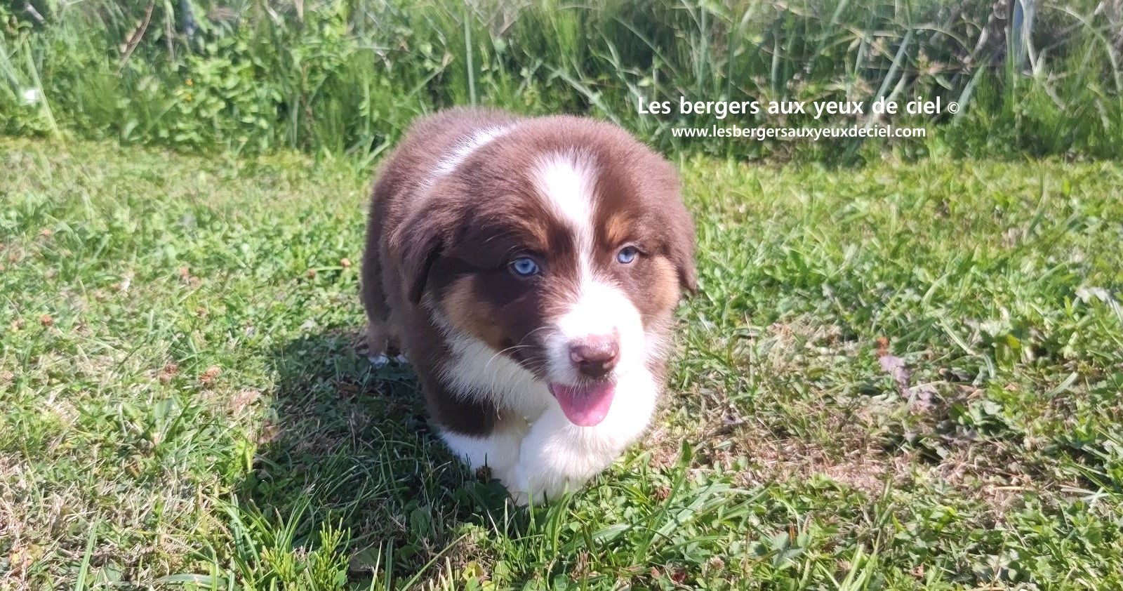 chiot mâle berger australien rouge tricolore aux yeux bleus prix ?