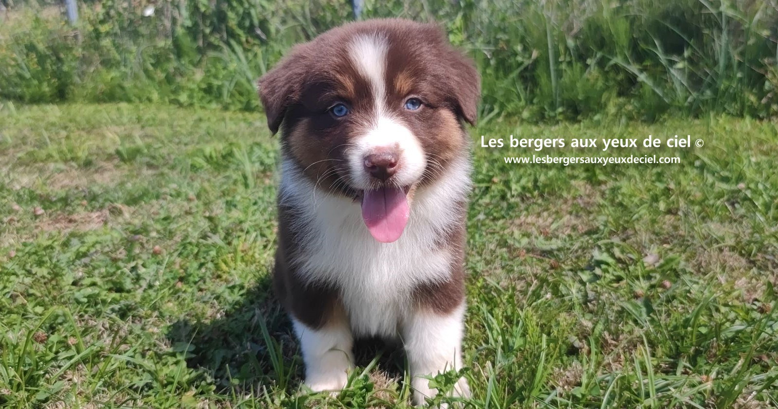 chiot mâle berger australien rouge tricolore aux yeux bleus prix ?