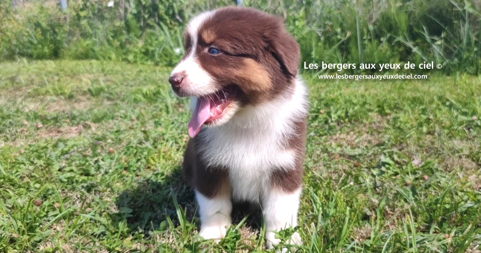 chiot mâle berger australien rouge tricolore aux yeux bleus prix ?